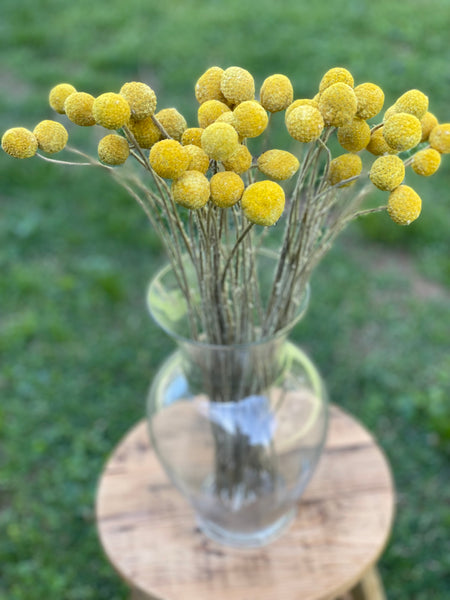 Golden bright yellow Craspedia Billy balls displayed on wood. Perfect for a wedding bouquet, vase arrangement, gift, or DIY project.