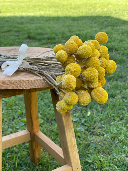Golden bright yellow Craspedia Billy balls displayed on wood. Perfect for a wedding bouquet, vase arrangement, gift, or DIY project.