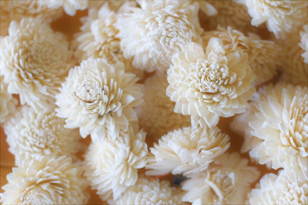 Wholesale/Bulk Wood Sola Zinnias 2"