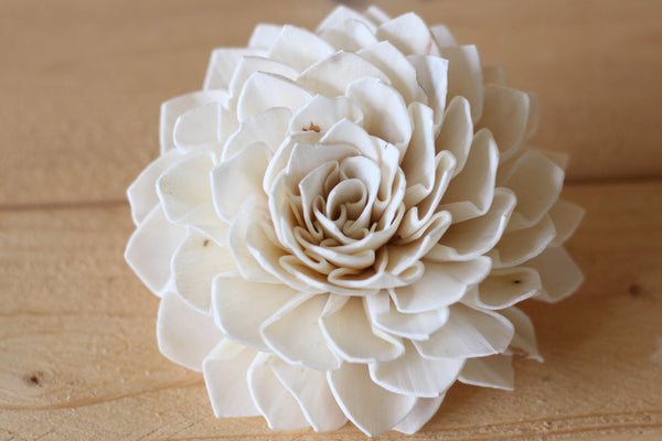 Wholesale/Bulk Large Sola Dahlias 4"