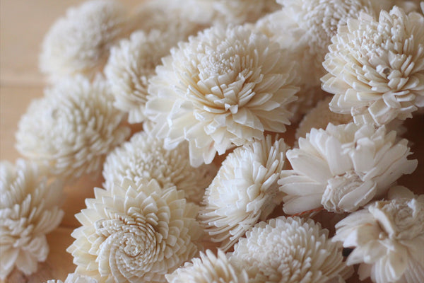 Wholesale/Bulk Wood Sola Zinnias 2"  (50 Count)