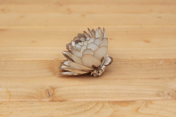 Wholesale/Bulk  Sola Wood Almond Flowers 2.5"