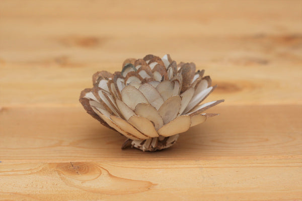 Wholesale/Bulk  Sola Wood Almond Flowers 2.5"