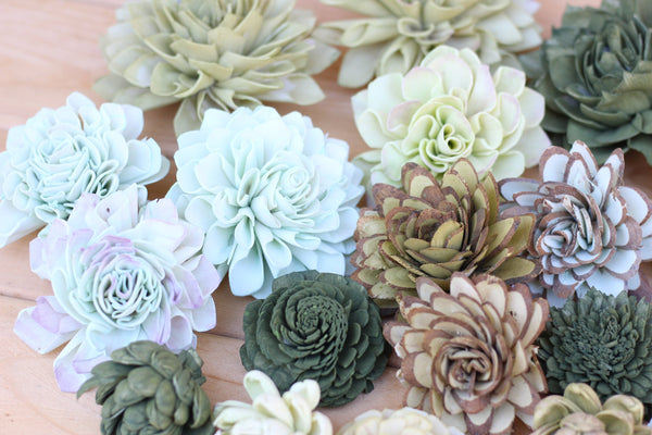 Mixed Assorted Sola Wood Succulents