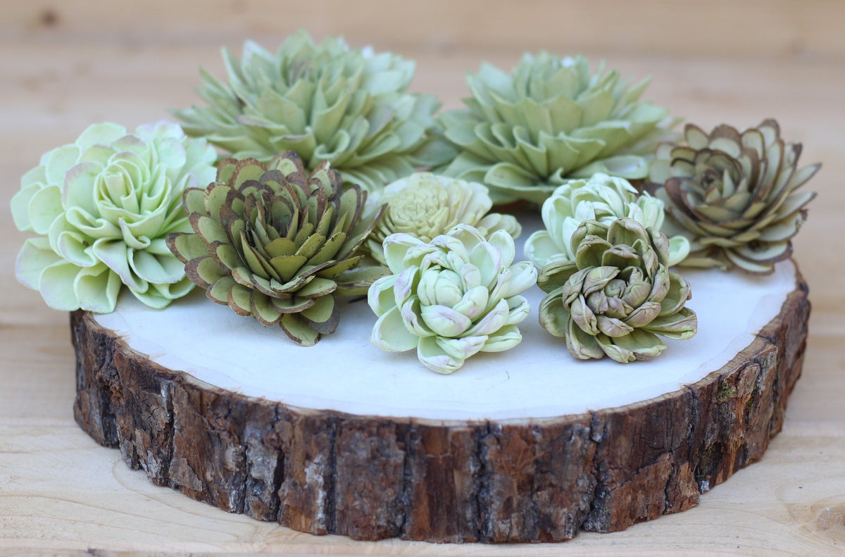wood and succulents Green Sola Wood Succulents 12 Flowers