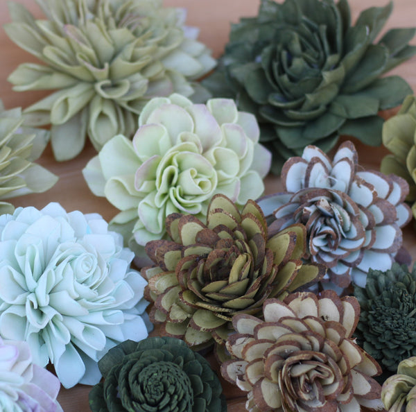 Mixed Assorted Sola Wood Succulents