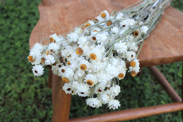 Dried ammobium bunch, mini daisies, dried flowers, white daisies, everlasting dried flowers