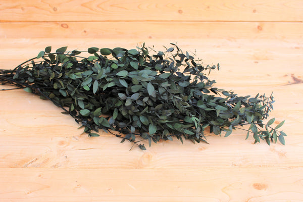 Eucalyptus: Real Preserved Dark Green Teardrop Eucalyptus, preserved parvafolia eucalyptus