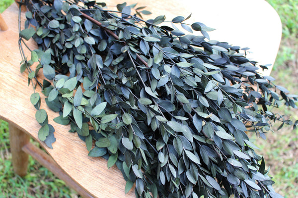 Eucalyptus: Real Preserved Dark Green Teardrop Eucalyptus, preserved parvafolia eucalyptus