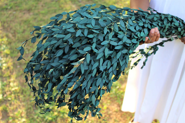 Real Preserved Blue Green Teardrop Eucalyptus, preserved parvafolia eucalyptus