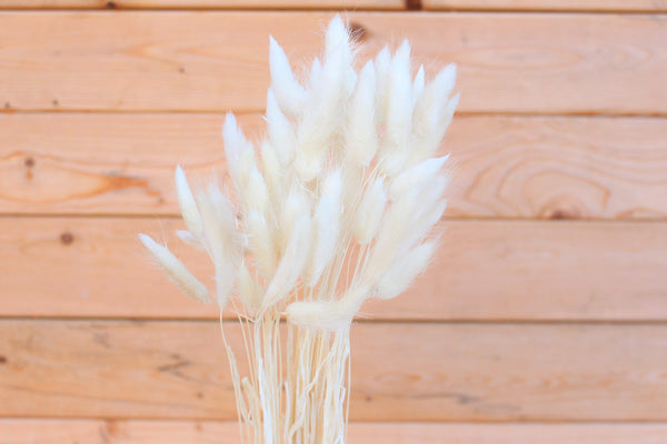 Beige Bunny Tails/ Rabbit Tails