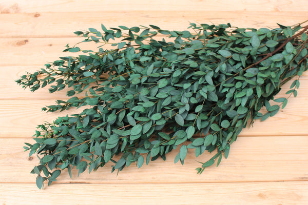 Eucalyptus: Real Preserved Green Teardrop Eucalyptus, preserved parvafolia eucalyptus, greenery for bouquets, eucalyptus for bouquets