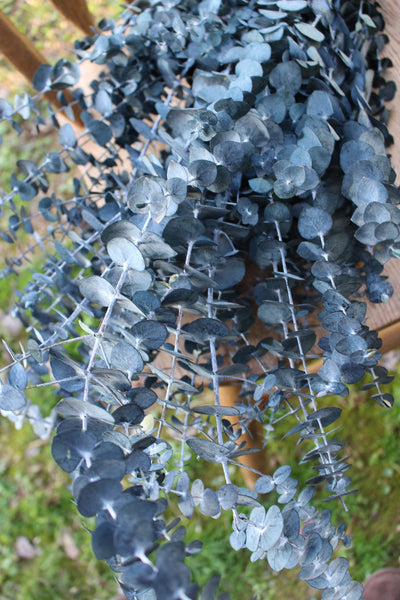 Frosted Blue Spiral Eucalyptus, preserved eucalyptus, greenery for bouquets, eucalyptus for bouquets