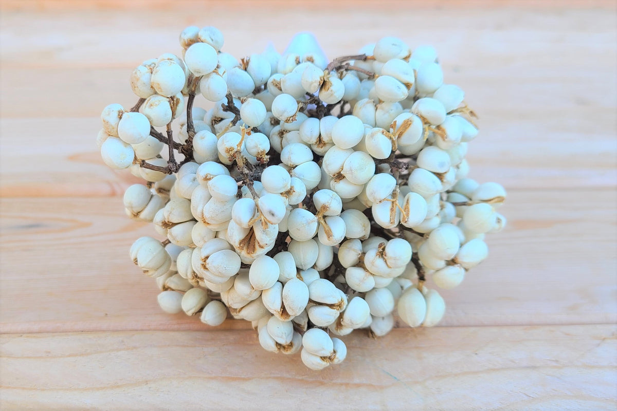 Dried White Tallow Berry Bundle/Bouquet SolaFlowerStore