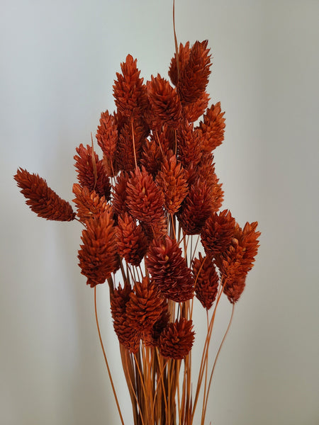Textured Bunny Tails/ Burnt Orange/ Terracotta Phalaris- Pampas Grass - Gift for Her