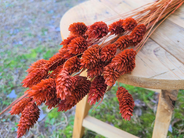 Textured Bunny Tails/ Burnt Orange/ Terracotta Phalaris- Pampas Grass - Gift for Her