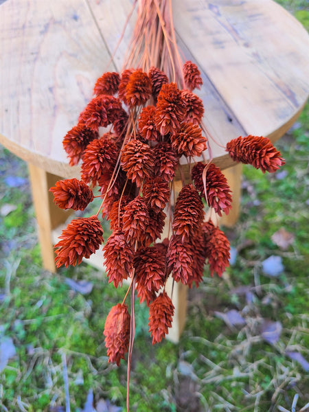 Textured Bunny Tails/ Burnt Orange/ Terracotta Phalaris- Pampas Grass - Gift for Her