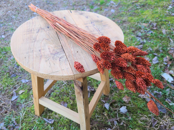 Textured Bunny Tails/ Burnt Orange/ Terracotta Phalaris- Pampas Grass - Gift for Her