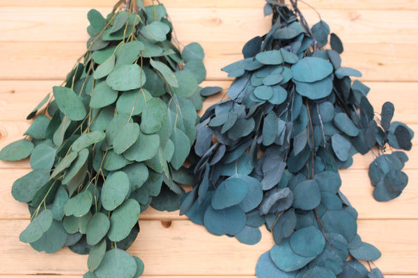 Bunches of preserved silver dollar eucalyptus, green, burgundy, blue eucalyptus for garlands, eucalyptus wreath, greenery for weddings