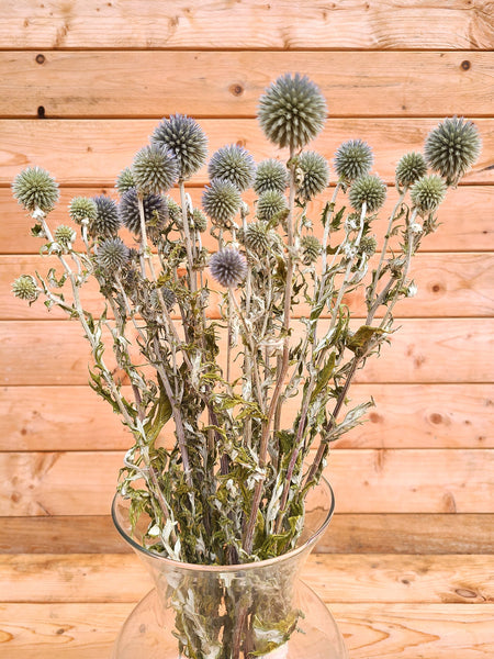 Dried Echinops Ritro in Natural, Dried flowers for home décor, Wedding décor, DIY Floral arrangements, and Bud Vase arrangements.