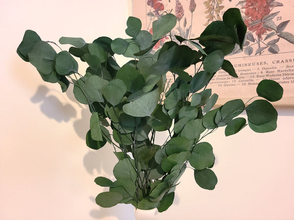 Bunches of preserved silver dollar eucalyptus, green, burgundy, blue eucalyptus for garlands, eucalyptus wreath, greenery for weddings
