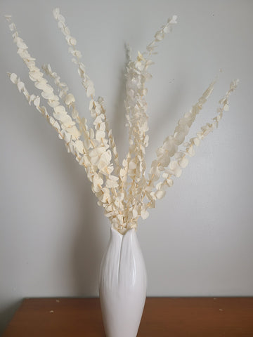 Off White/Cream Baby Spiral Eucalyptus, dried eucalyptus leaves branches，dried flower arrangement，eucalyptus for vase，wedding decor