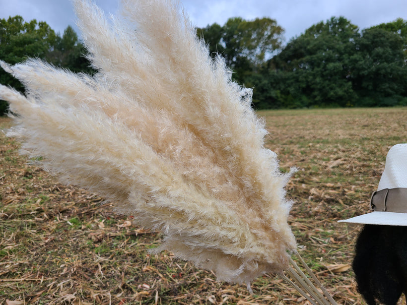 Pampas Grass