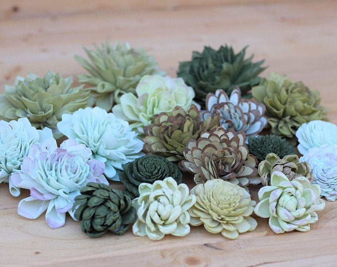 Succulents