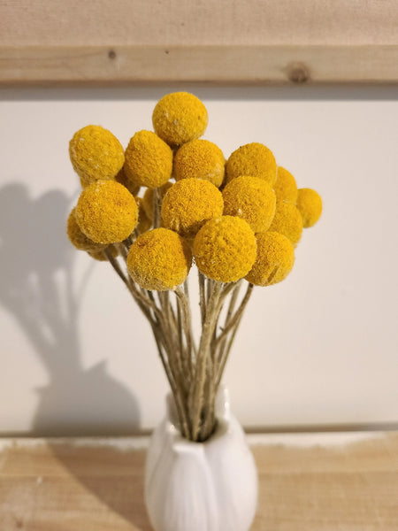 Golden bright yellow Craspedia Billy balls displayed on wood. Perfect for a wedding bouquet, vase arrangement, gift, or DIY project.