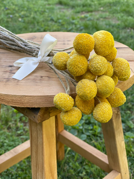 Golden bright yellow Craspedia Billy balls displayed on wood. Perfect for a wedding bouquet, vase arrangement, gift, or DIY project.