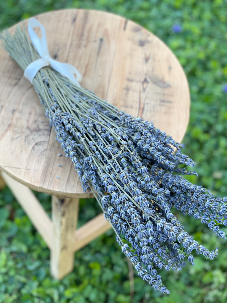 buy grosso lavender plants French Lavender Grosso Fragrant – The Sola Flower Store