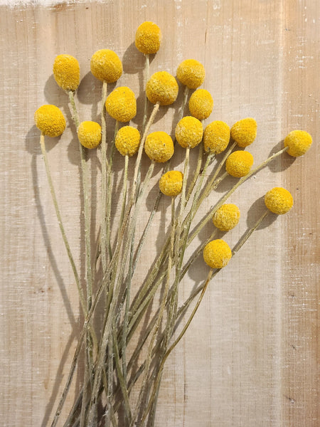 Golden bright yellow Craspedia Billy balls displayed on wood. Perfect for a wedding bouquet, vase arrangement, gift, or DIY project.