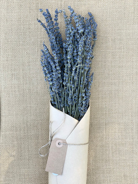 grosso lavender seeds for sale French Lavender Grosso Fragrant – The Sola Flower Store