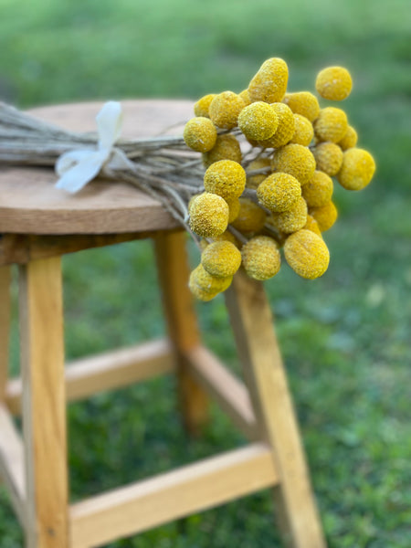 Golden bright yellow Craspedia Billy balls displayed on wood. Perfect for a wedding bouquet, vase arrangement, gift, or DIY project.