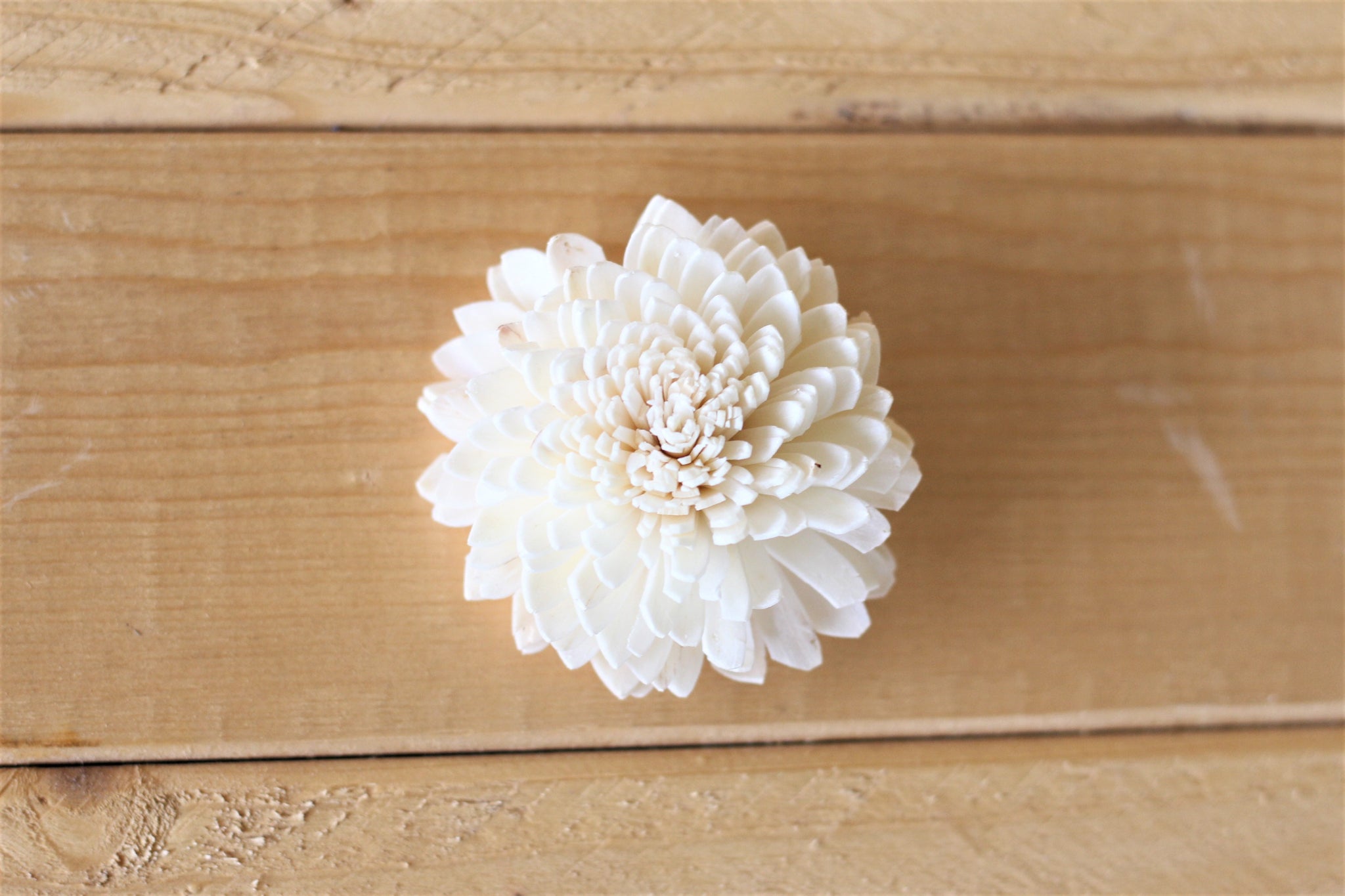 2" Sola Zinnias (Set of 12)