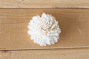 2" Sola Zinnias (Set of 12)