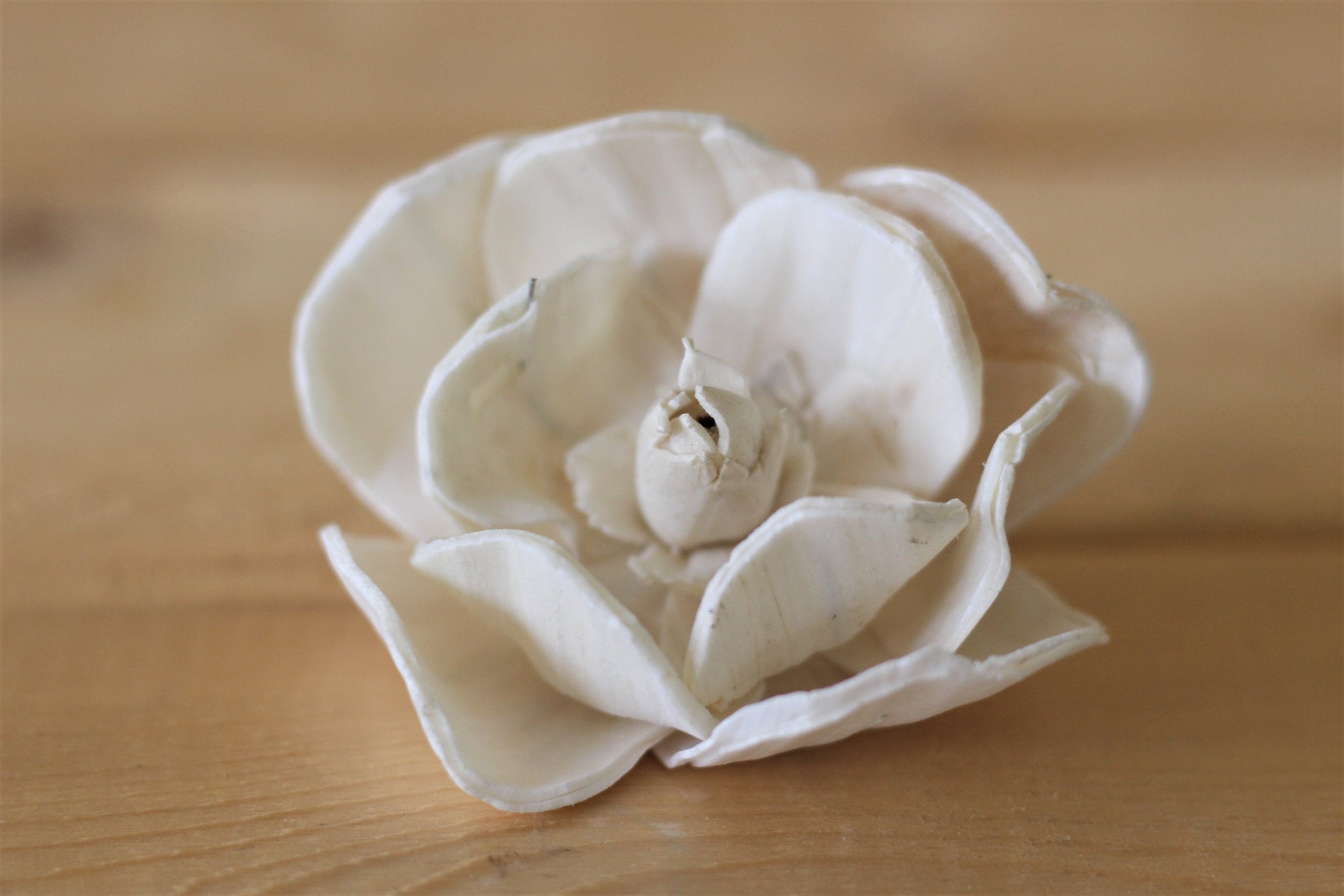 2.5" Sola Magnolias (Set of 12)