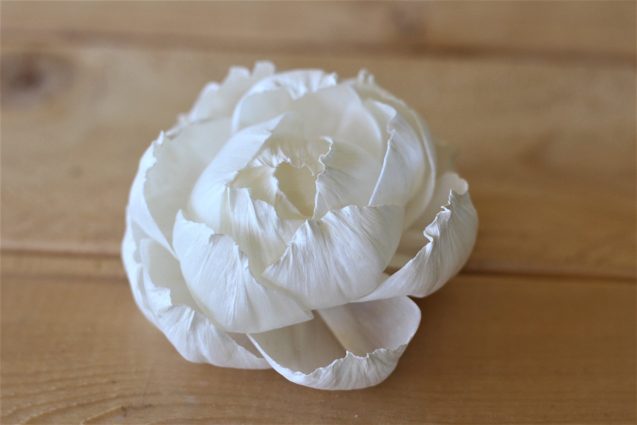 Premium Sola Wood Peonies 3" (Set of 10)