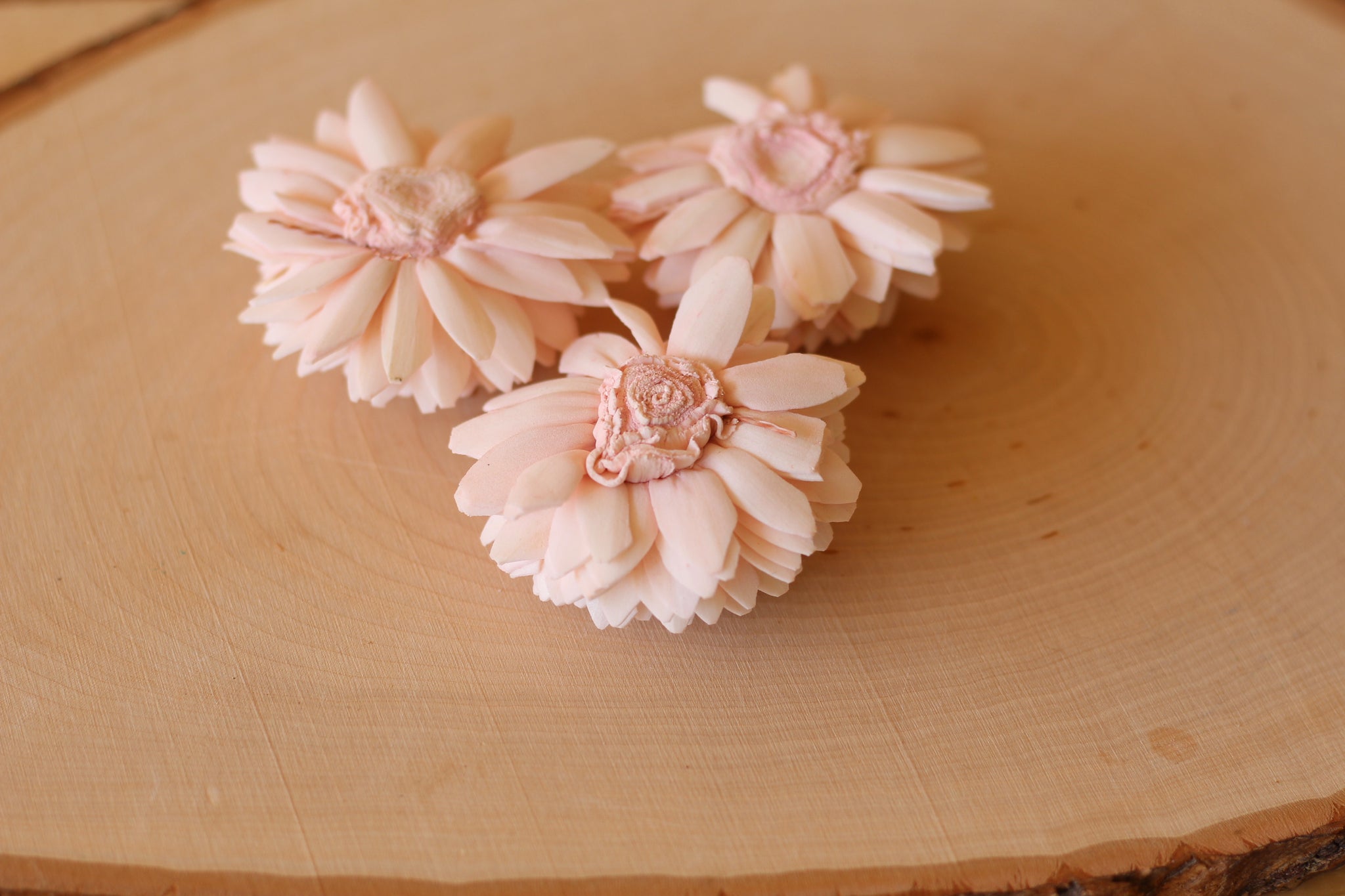 Blush Pink Sola Wood Zinnia Flowers 2