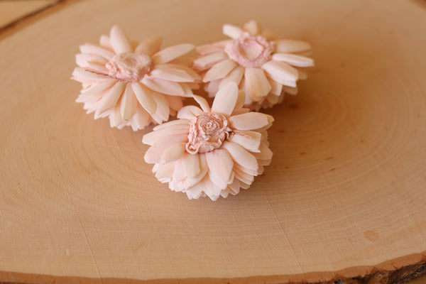 Blush Pink Sola Wood Zinnia Flowers 2" ( Set of 12 )