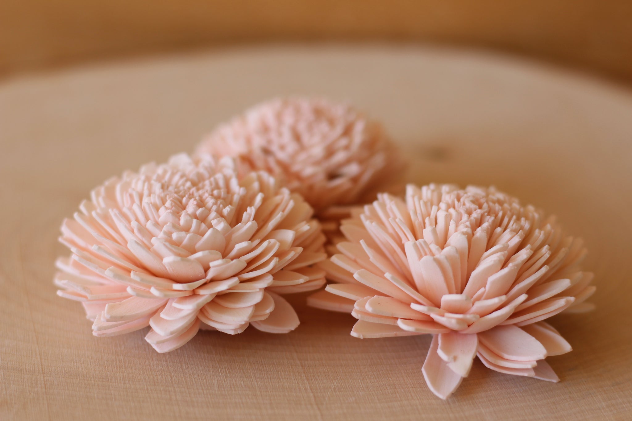 w.o.d.　F.L.O.W.E.R.S. Blush Pink Sola Wood Zinnia Flowers 2