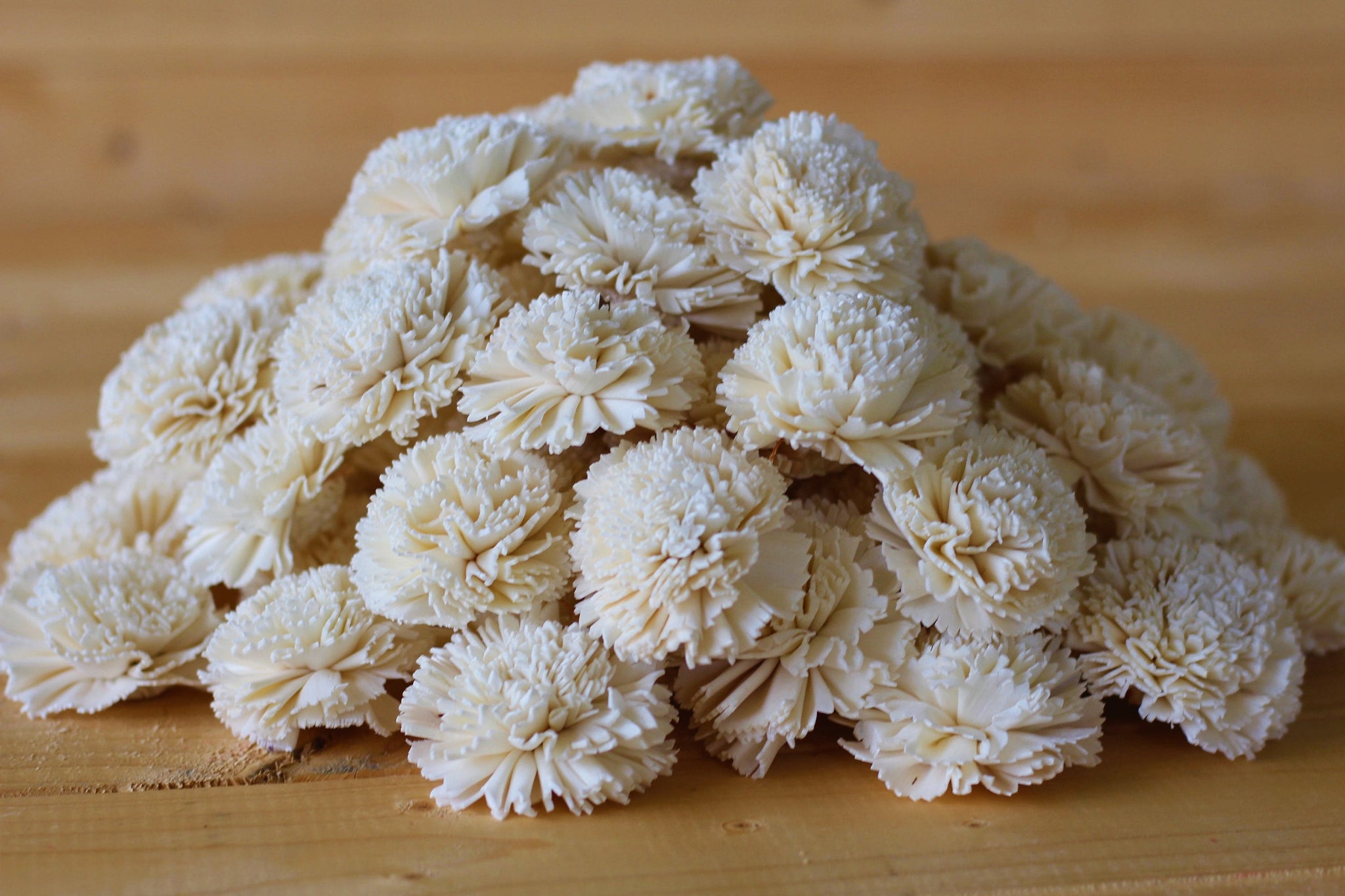 Wholesale/Bulk Sola Carnations 2 – SolaFlowerStore