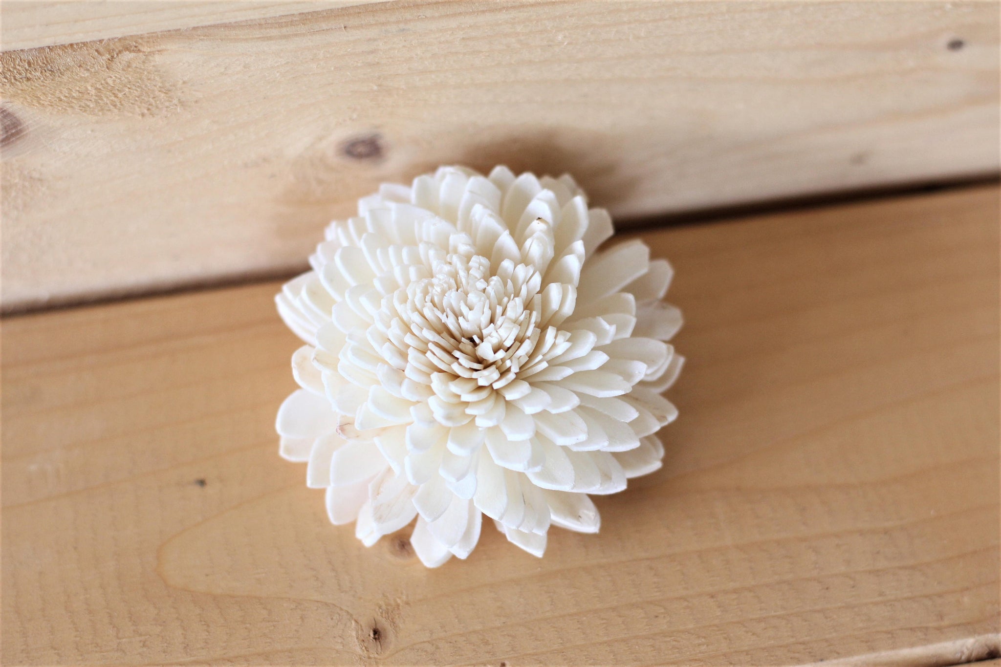 Wholesale/Bulk Wood Sola Zinnias 2"