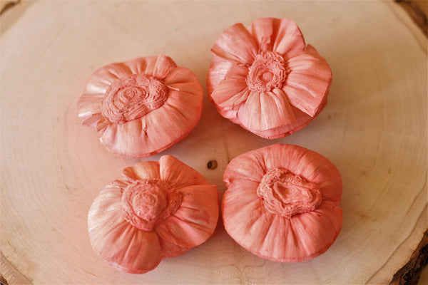 Coral Sola Wood Shell Flowers ( Set of 12 )