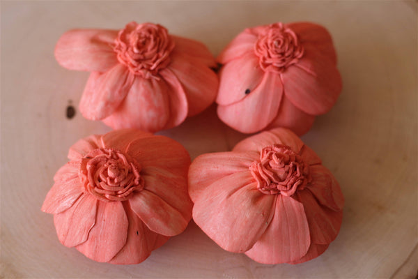 Coral Sola Wood English Rose ( Set of 12 )