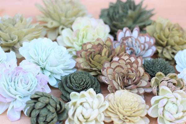 Mixed Assorted Sola Wood Succulents