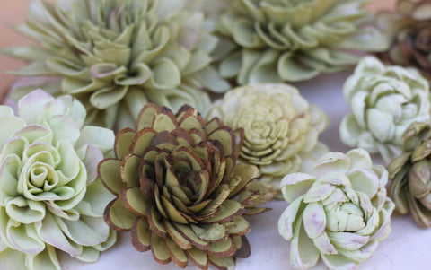 Green Sola Wood Succulents