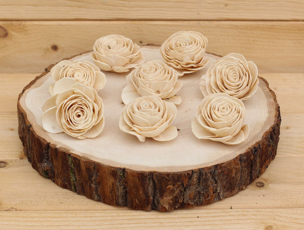 Champagne Sola Wood English Roses ( Set of 12 )