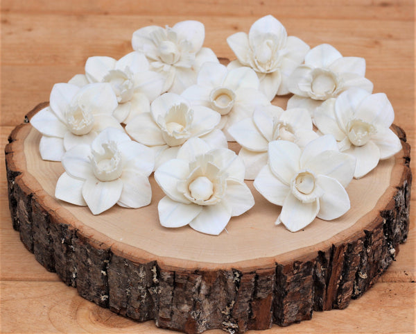 Sola Wood Trumpet Daffodil Flowers 2"