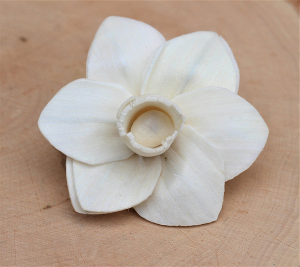 Sola Wood Trumpet Daffodil Flowers 2"